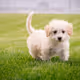 puppy zora
