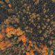 Perception Trace