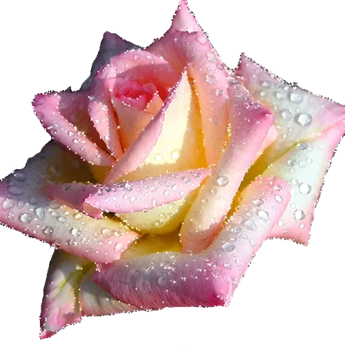 The world of flowers