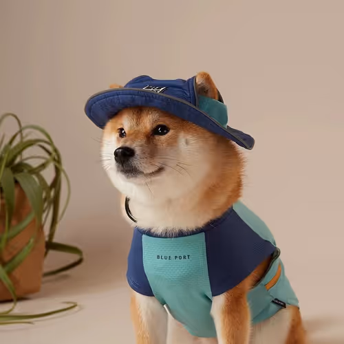 shibainu