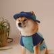 shibainu