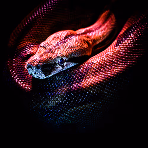 Elegant Serpent