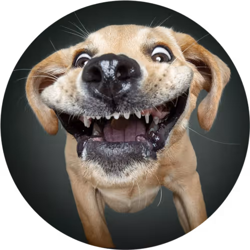 Hehe DOG