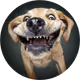 Hehe DOG