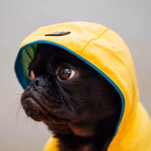 pubmood