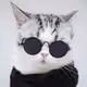 cool cat