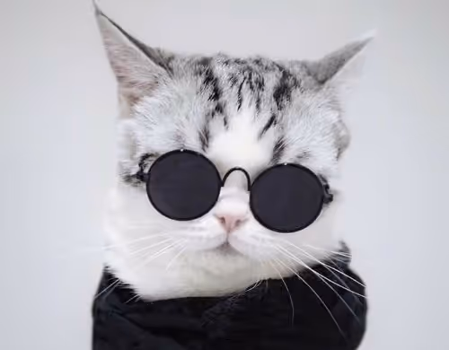 cool cat