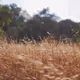 Operator Aboriginal