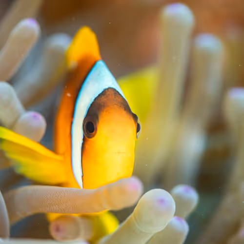 nemo