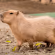 Capybaras