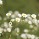 Wild Flowers