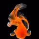 Gold fish