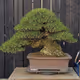 bonsai japan