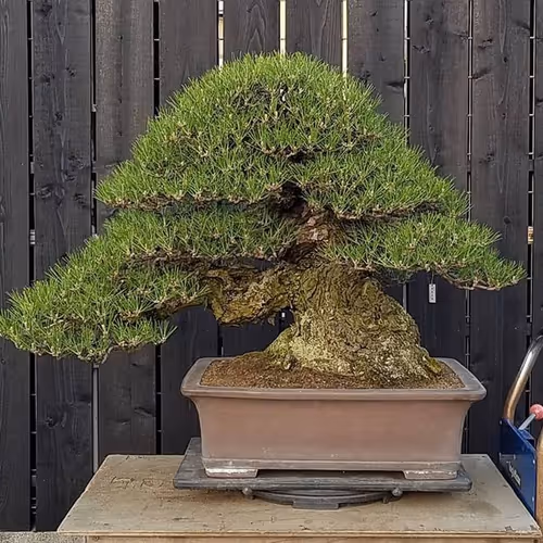 bonsai japan