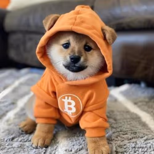 DOG GO TO THE MOON