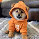 DOG GO TO THE MOON