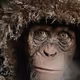 enjoy ape
