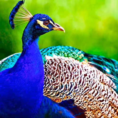 amirtrader-beautiful peacock