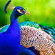 amirtrader-beautiful peacock