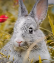 Rabbit Ghost
