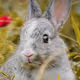 Rabbit Ghost