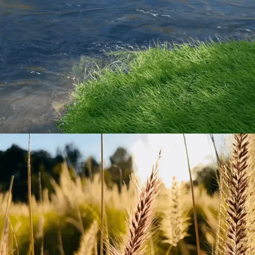Nature