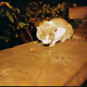 Stray Cats