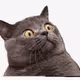 Dog seen by Cat