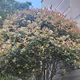 beautiful tree