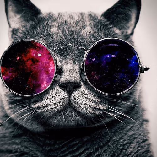 The cat with glasses