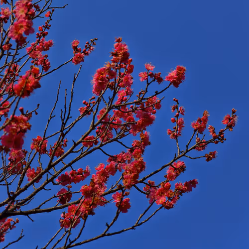 fengjinghao