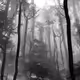 Black and white forest