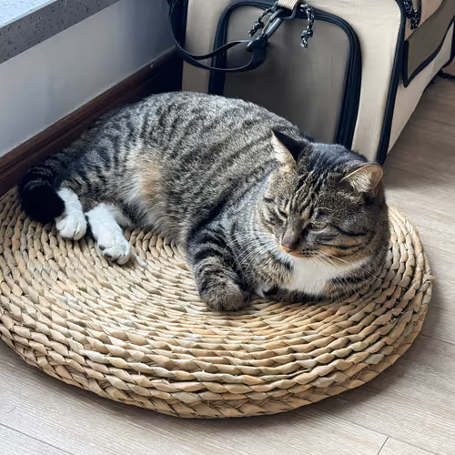 PangPang is more than a CAT
