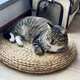 PangPang is more than a CAT