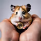 hamster bitcoin
