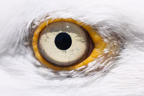 A Bird's Eye View - SoCal Editions