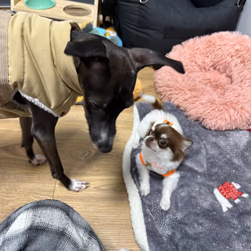 two puppies