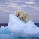 White bear