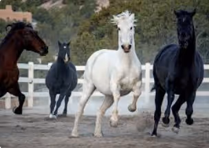 Horses