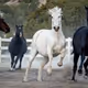 Horses