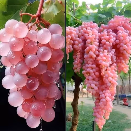 Crystal Grapes