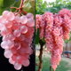Crystal Grapes