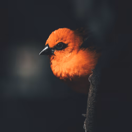 A close up of a bird.
