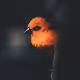 A close up of a bird.