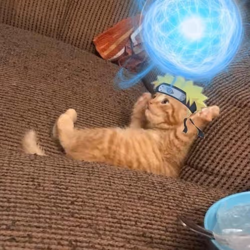 cat