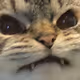 meow