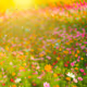 Spring Meadow