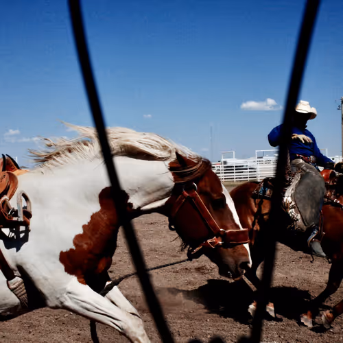 horses