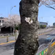 cherry blossoms