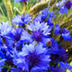 beautiful blu flowers